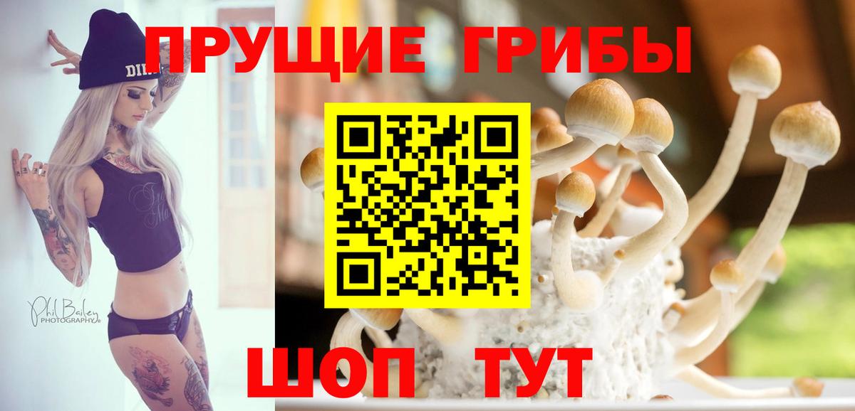 Галлюциногенные грибы Psilocybe Искитим